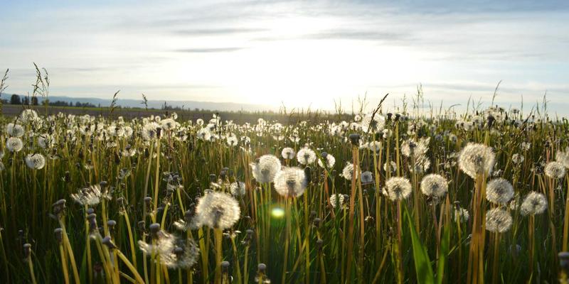 Indian Art: A Journey Through Timeless Tradition and Living Heritage