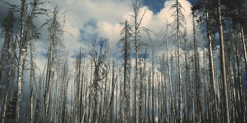 从古老工艺到当代艺术：解读印度纺织中的图案密码与符号体系