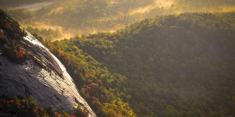 匠心之花：解码莫卧儿细密画中的花卉象征体系与印度宫廷文化