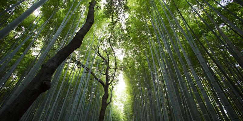 印度艺术中的动物象征：从哈拉帕文明到当代工艺的符号延续