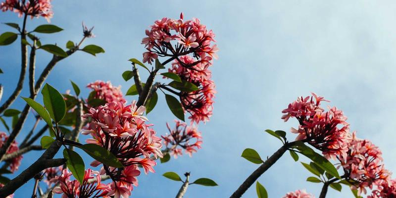 印度艺术瑰宝：从传统绘画到古典舞蹈的视觉史诗