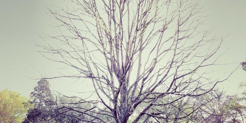 舞动的大地之歌：探索马哈拉施特拉邦沃利部落艺术中的舞蹈与音乐传统